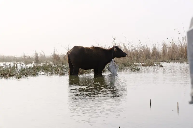 Water buffalo in the Chibayish marshes of southern Iraq