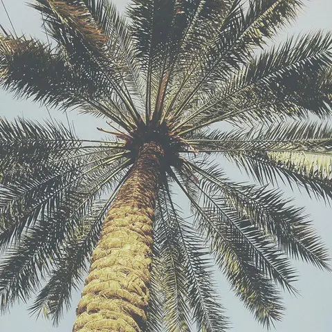 Iraqi date palm